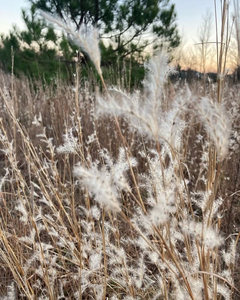 Splitbeard Bluestem Splitbeard Bluestem