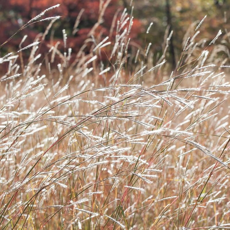 Splitbeard Bluestem