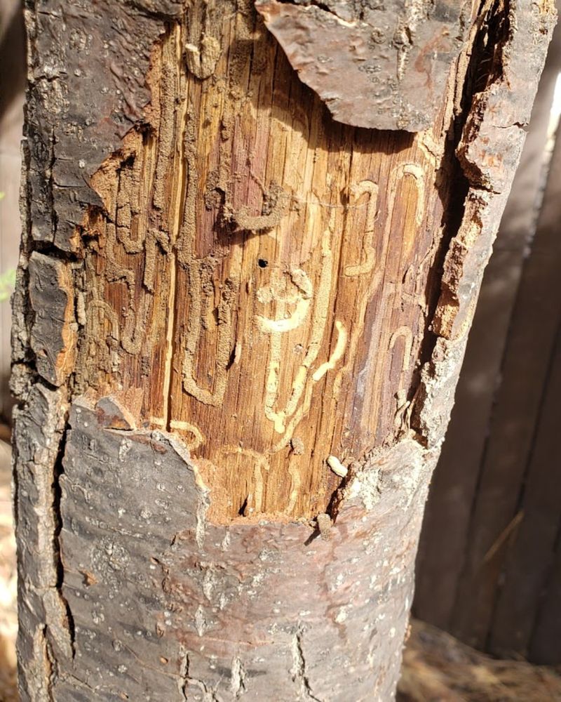Splitting Bark Often Reveals Hidden Tunnels Beneath The Surface