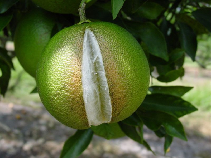 Splitting Fruit Can Warn Of Heat And Moisture Stress Splitting Fruit Can Warn Of Heat And Moisture Stress