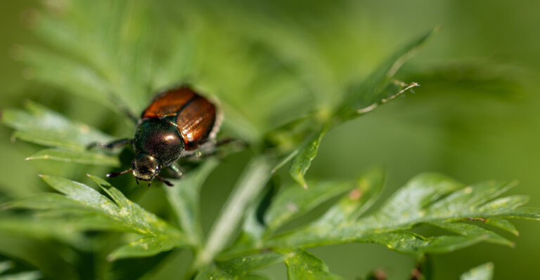 Spot 10 Warning Signs Before Japanese Beetles Take Over Your Tennessee Garden