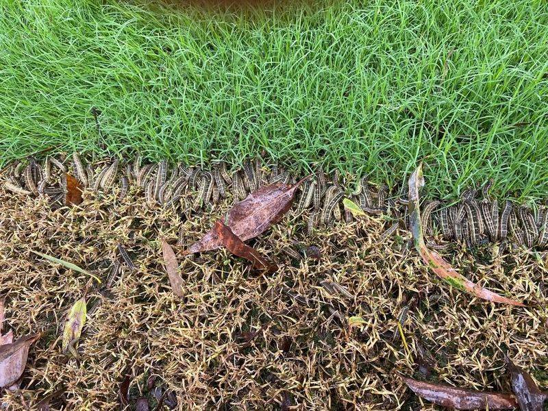 Spot Armyworms Before Damage Spreads