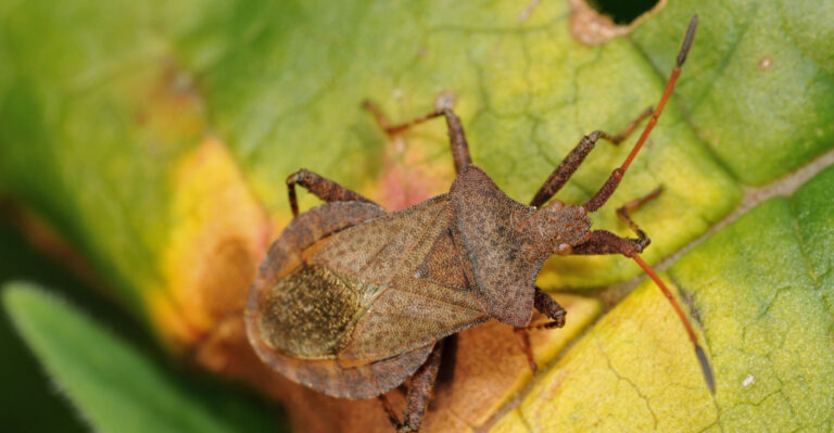 Spot Squash Bugs Early This May And Save Your New Jersey Garden