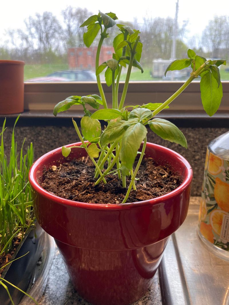 Spot The Cut That Keeps Basil Growing Tall