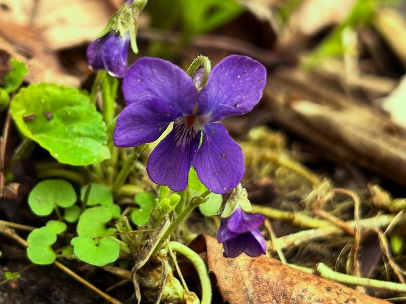 Spot The Heart-Shaped Leaves Before Spring Blooms
