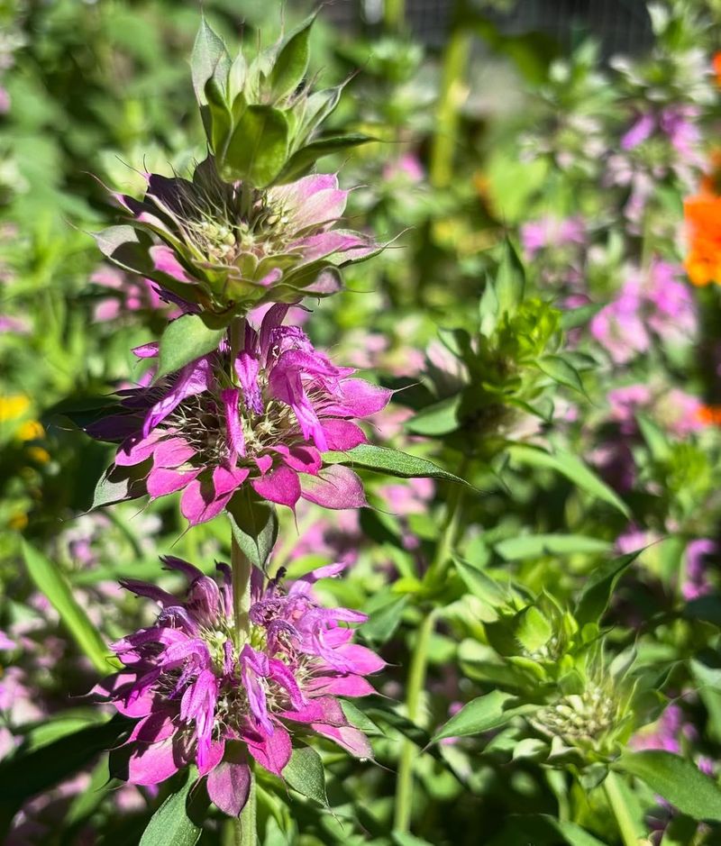 Spotted Bee Balm