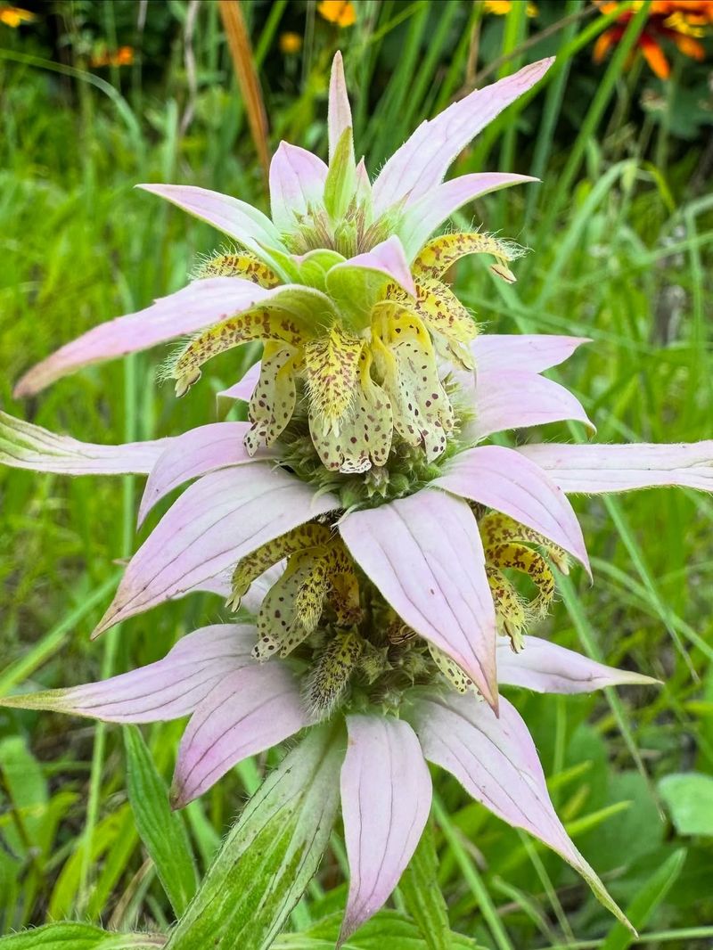 Spotted Bee Balm Spotted Bee Balm