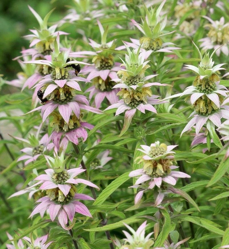 Spotted Bee Balm Brings Unusual Flowers And Strong Native Garden Value Spotted Bee Balm Brings Unusual Flowers And Strong Native Garden Value