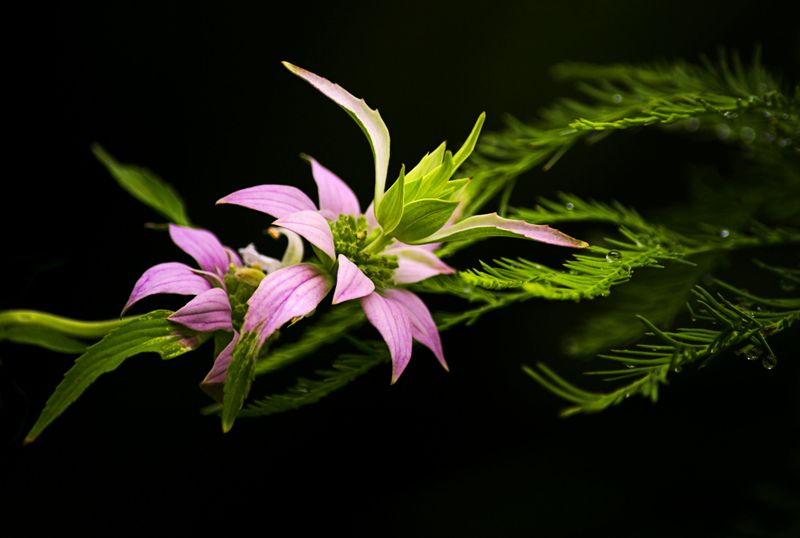 Spotted Bee Balm