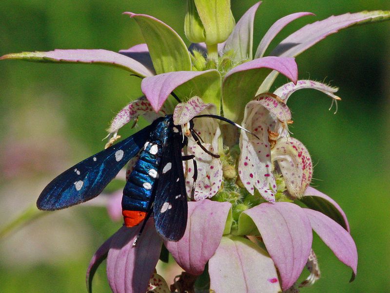 Spotted Horsemint Brings Pollinators Spotted Horsemint Brings Pollinators