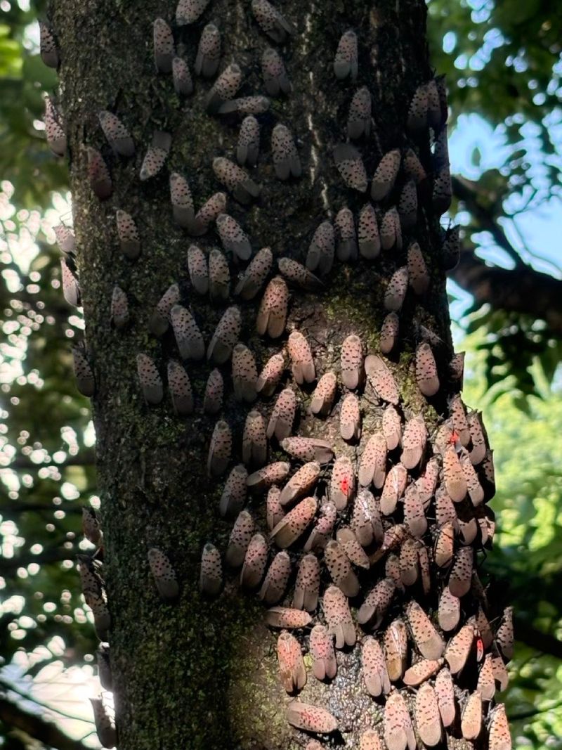 Spotted Lanternflies Feed On More Than Just Tree Of Heaven Spotted Lanternflies Feed On More Than Just Tree Of Heaven