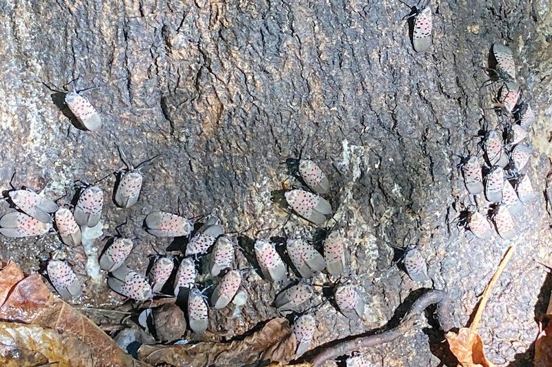Spotted Lanternfly Debris Can Hitch A Ride In Mulch
