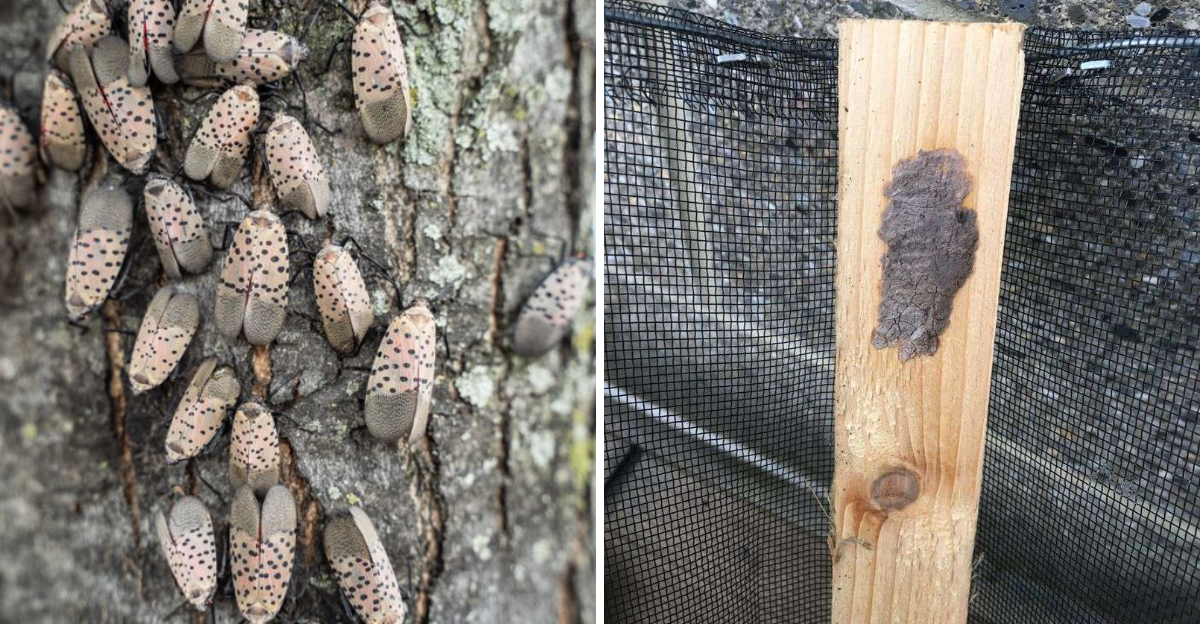 spotted lanternfly