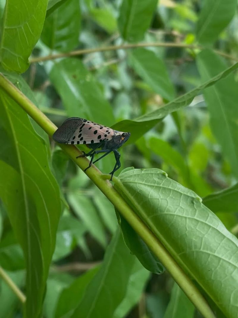 Spotted Lanternfly