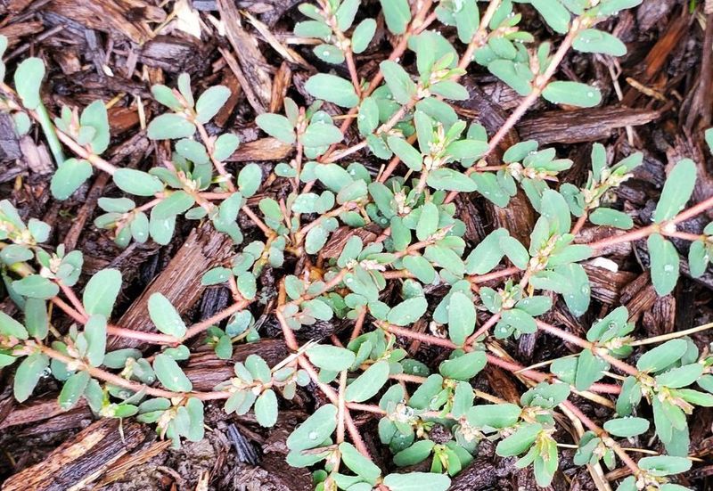 Spotted Spurge