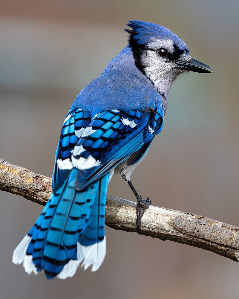 Spotting A Blue Jay In Your Yard Is Easier Than You Think Spotting A Blue Jay In Your Yard Is Easier Than You Think