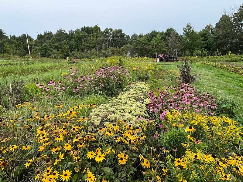 Spray Less And Save More Pollinators