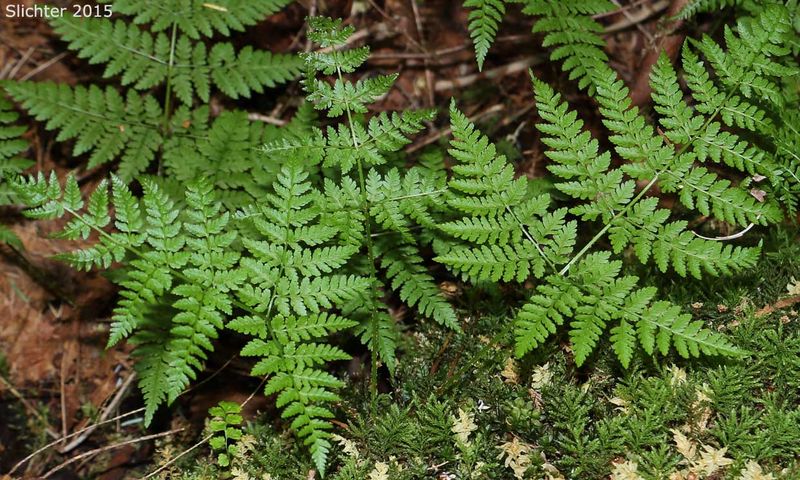 Spreading Wood Fern