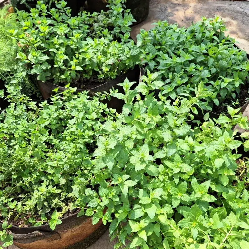 Spreads Quickly When Planted In Ground