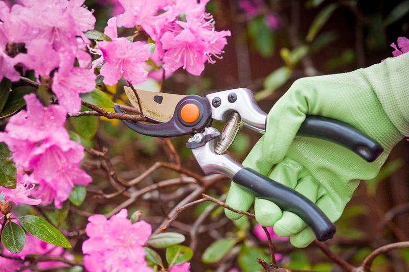Spring Bloomers Need Extra Caution Spring Bloomers Need Extra Caution