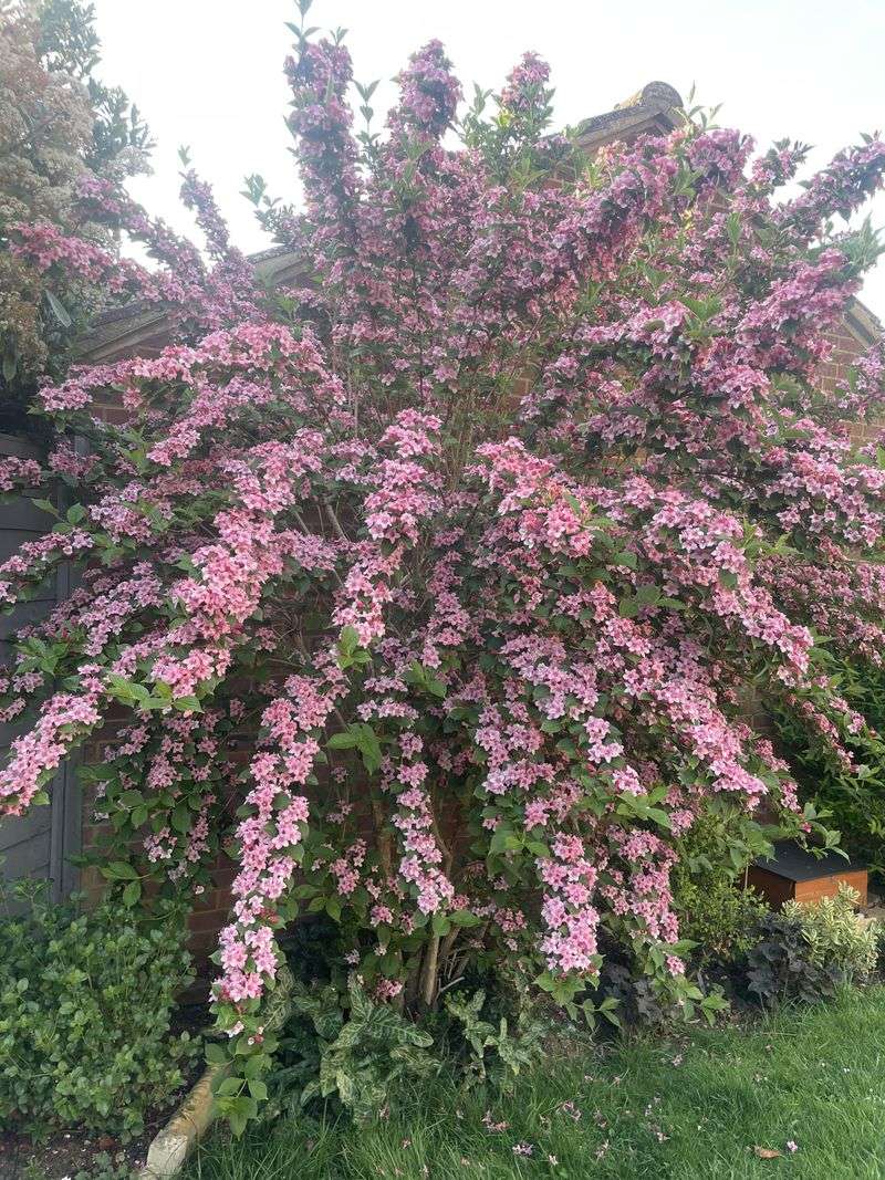 Spring Bloomers That Have Not Finished Flowering Yet