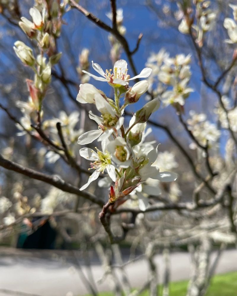 Spring Blooms Start The Show Beautifully