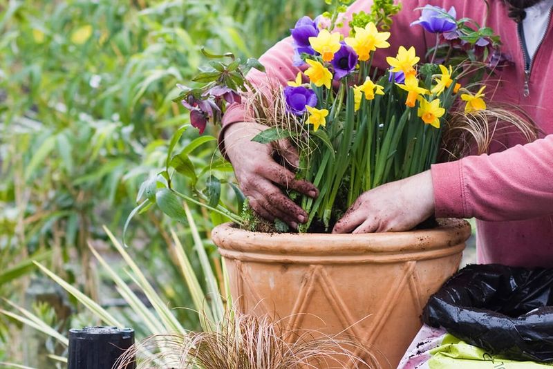 Spring Bulbs Need Their Own Next Step