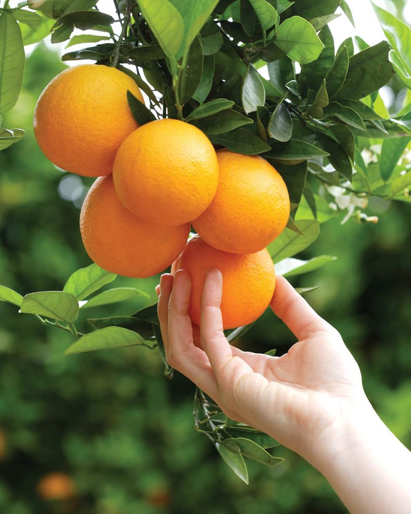 Spring Feeding Supports Fruit Development
