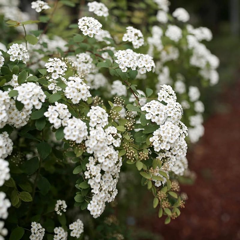 Spring-Flowering Spirea