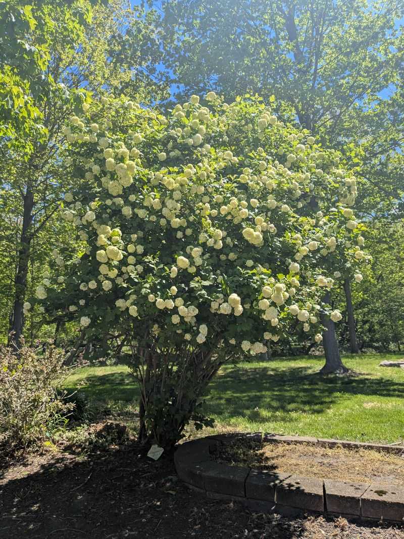 Spring Flowers Give It A Hydrangea-Like Look