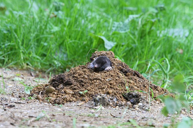 Spring Is Mole Season In Virginia
