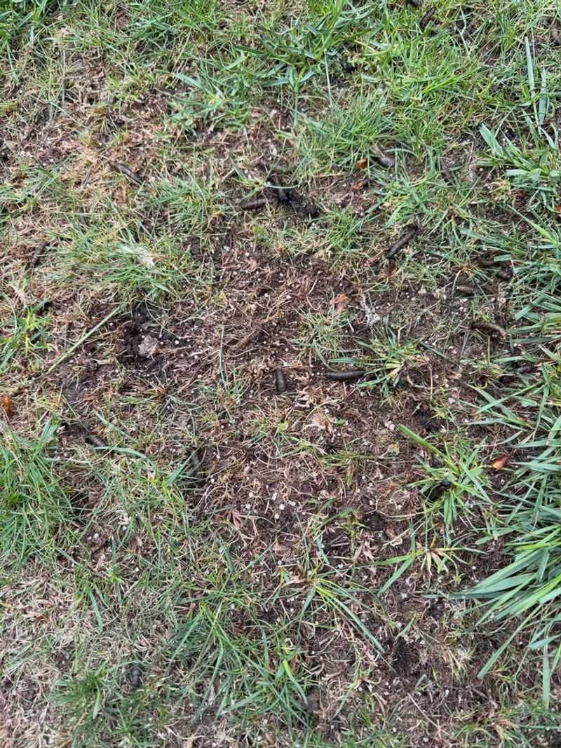 Spring Lawn Damage Often Shows Up As Thin Brown Patches