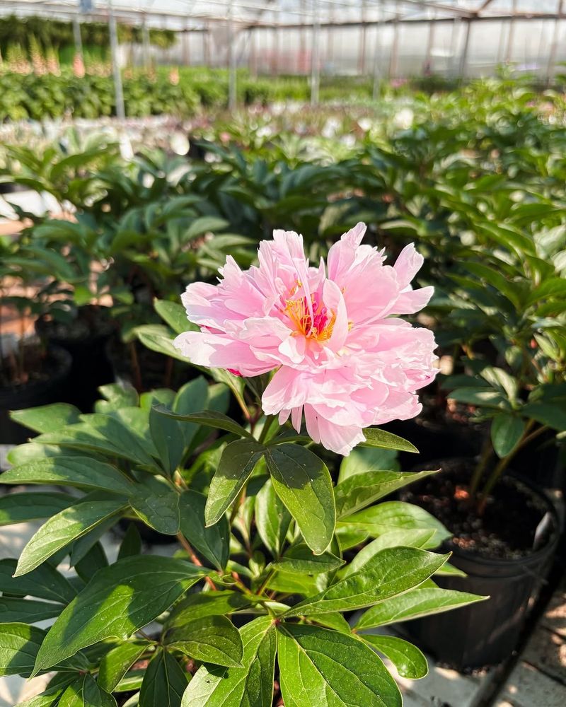 Spring Mulch Helps Peony Roots Stay Cooler Longer