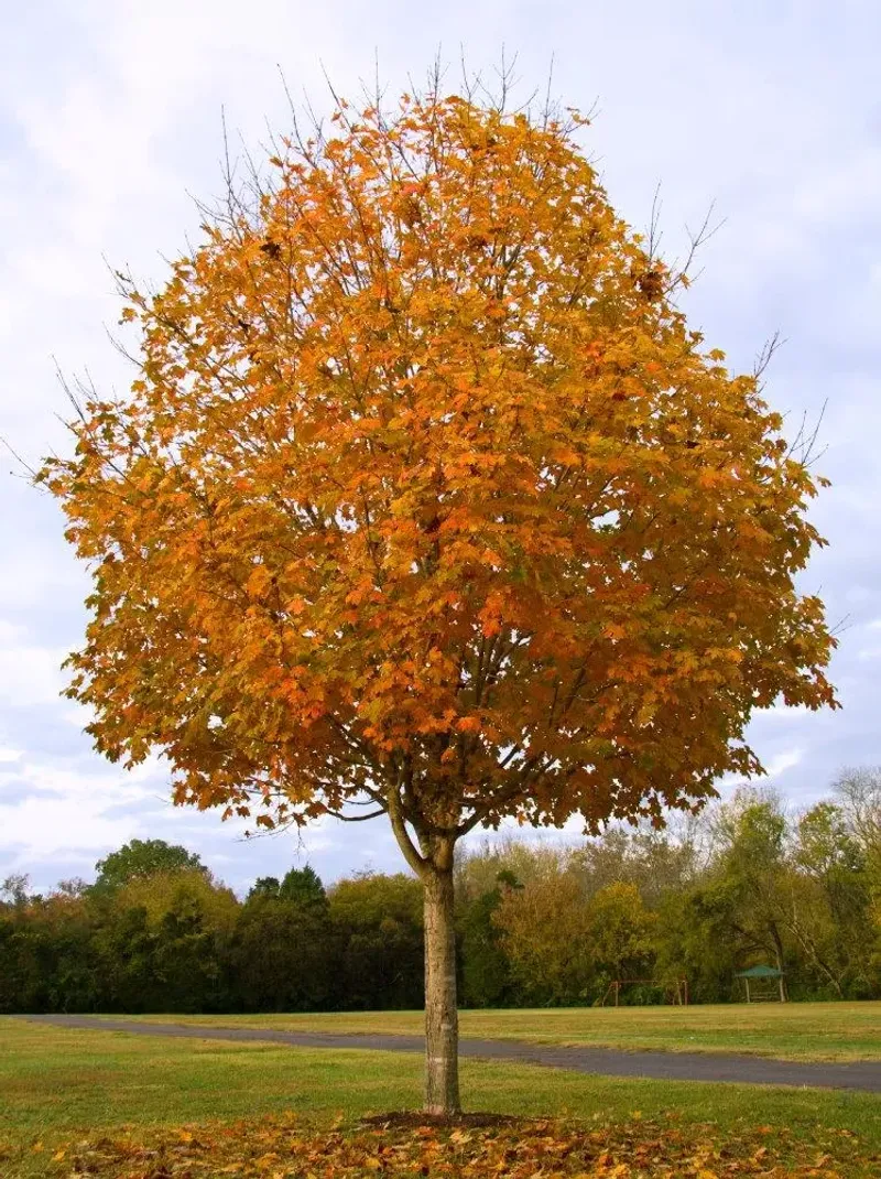 Slow Early Growth Is Normal For A New Sugar Maple