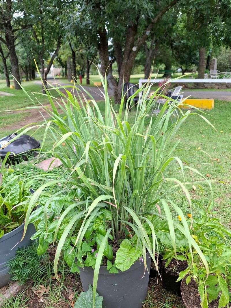 Spring Planting Helps Roots Settle Before Summer