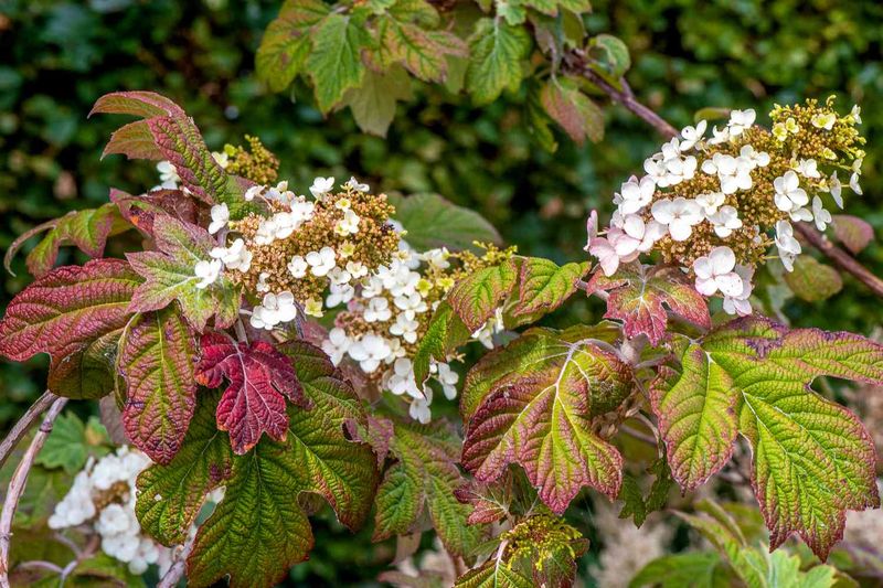 Spring Pruning Is The Number One Reason Your Plant Never Blooms