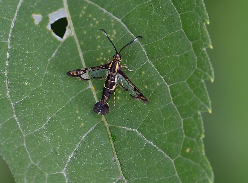 The Dogwood Borer Is A Real And Serious Threat