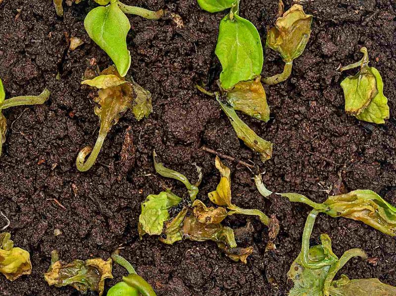 Spring Rain Can Raise The Risk Of Damping Off