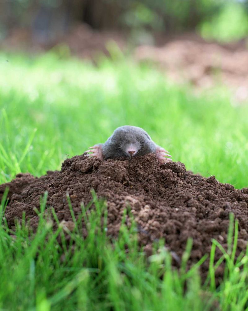 Spring Rain Makes Tunneling Effortless