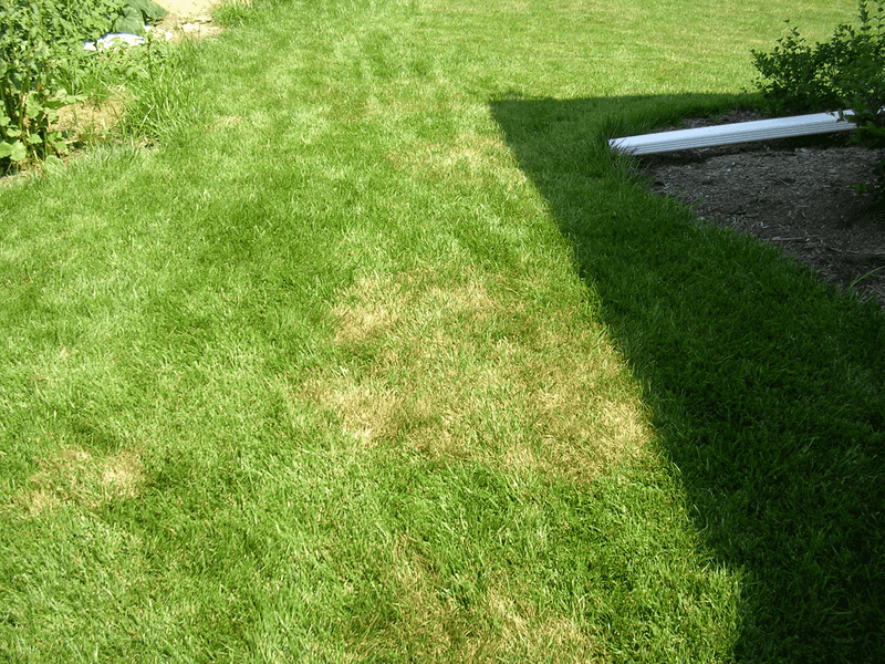 Spring Seeding Usually Leads To More Summer Problems