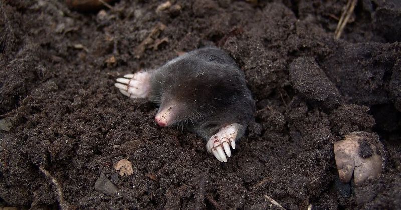 Spring Soil Brings Moles Up