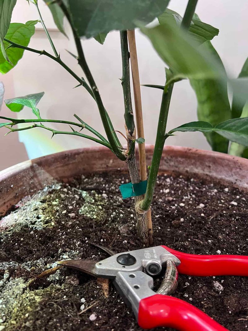 Spring Usually Works Best For Major Citrus Shaping Spring Usually Works Best For Major Citrus Shaping