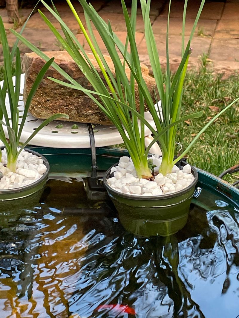 Spring Watering Should Match New Growth