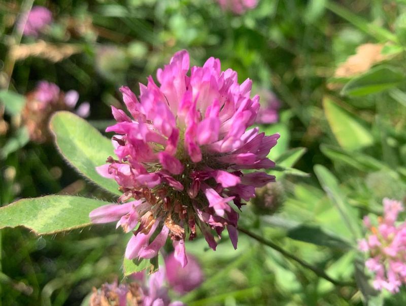 Springbank Clover