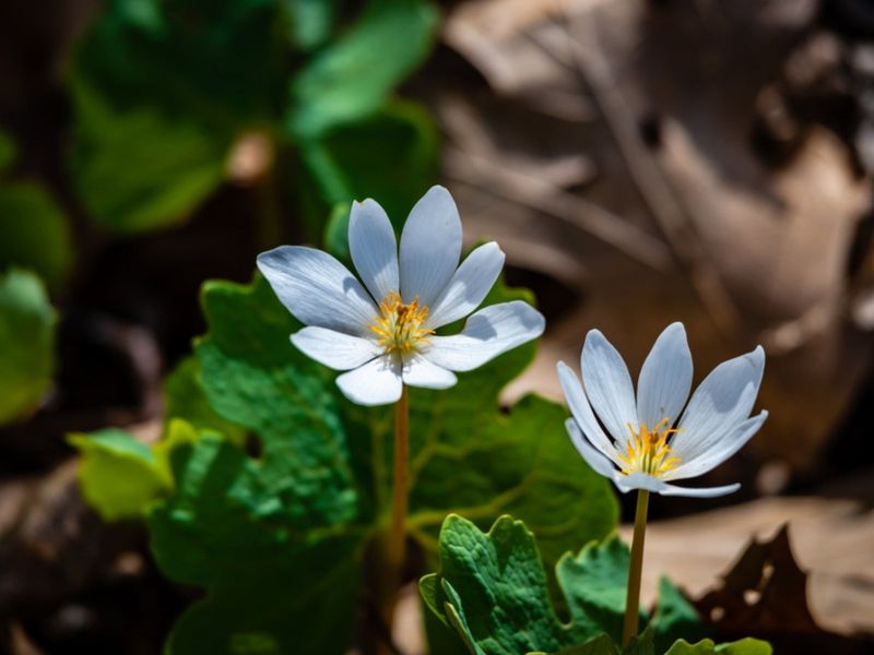 Spring's Earliest Riser Knows How To Beat The Rush