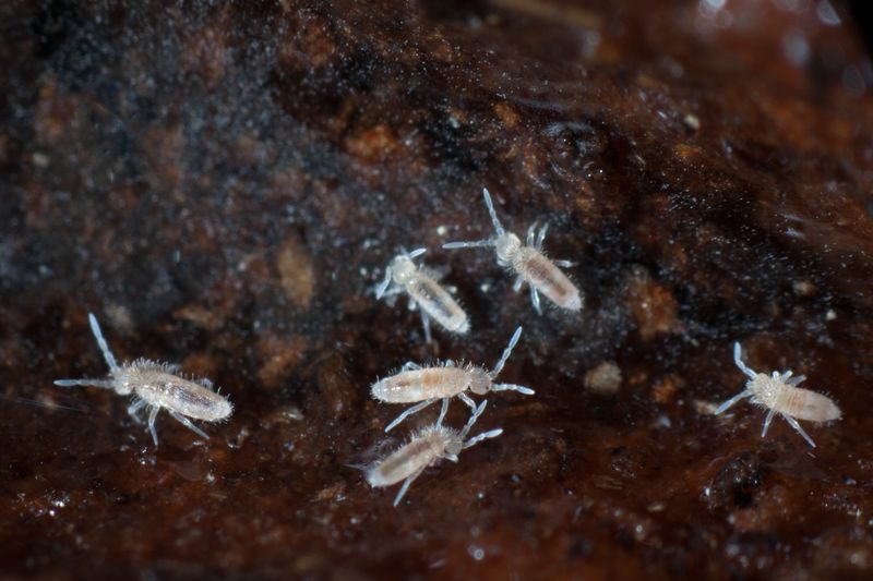 Springtails Look Strange But Help The Soil