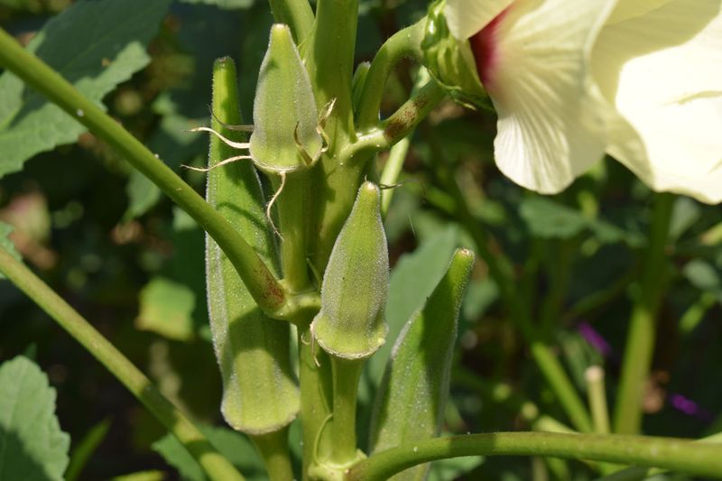 Sprinkle Sparingly Near Okra Beds