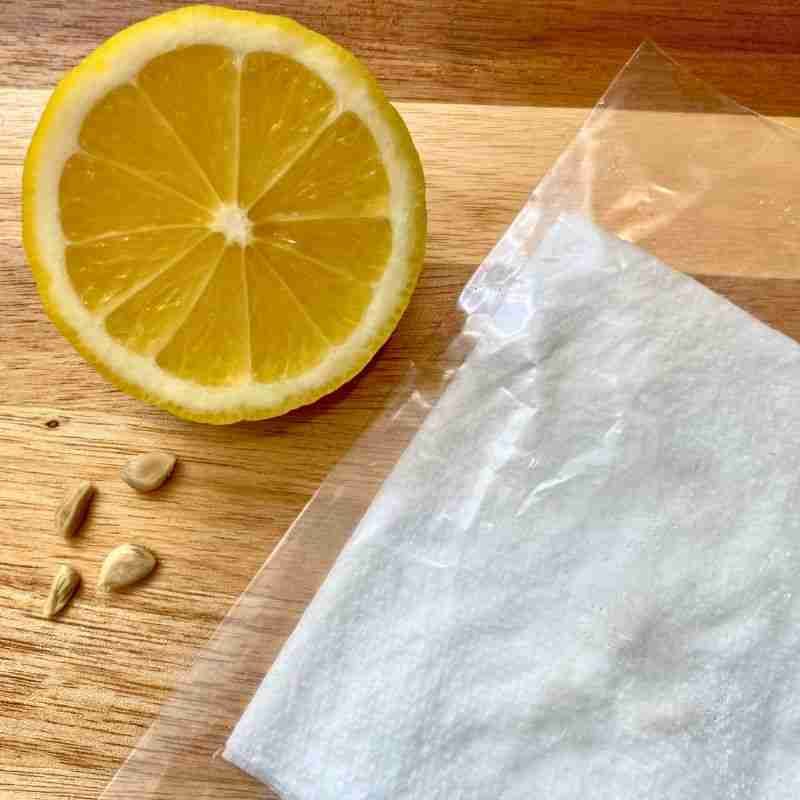 Sprout Lemon Seeds On A Damp Towel