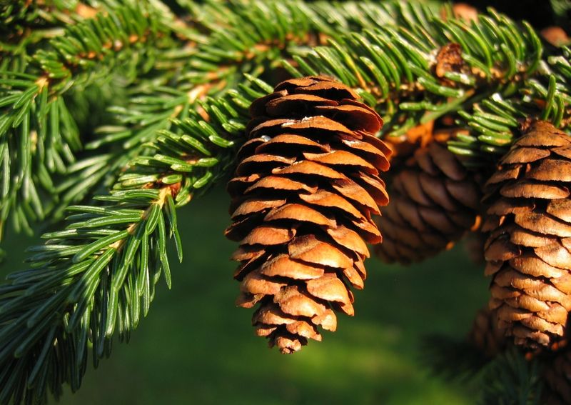Spruce Is Less Likely To Be Targeted Spruce Is Less Likely To Be Targeted