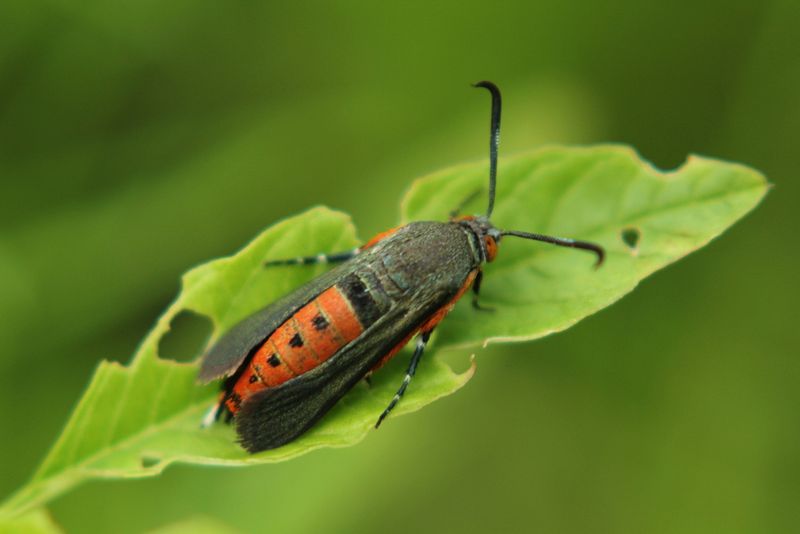 Squash Vine Borer